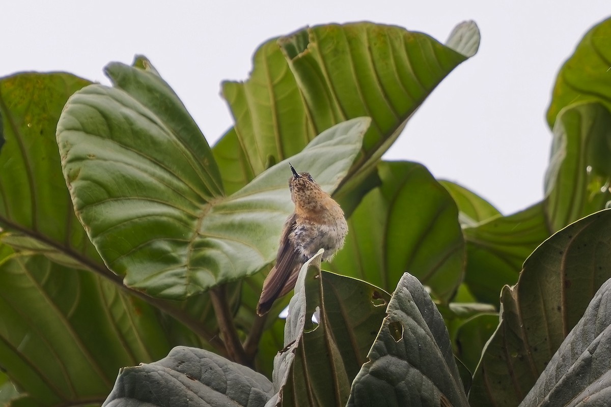 kolibřík dřišťálový - ML533226381