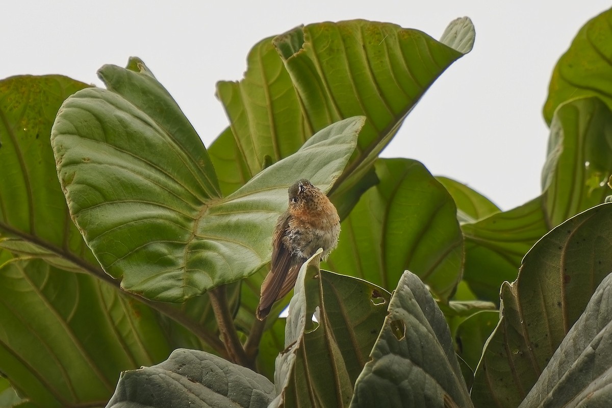 Tyrian Metaltail - Holger Teichmann