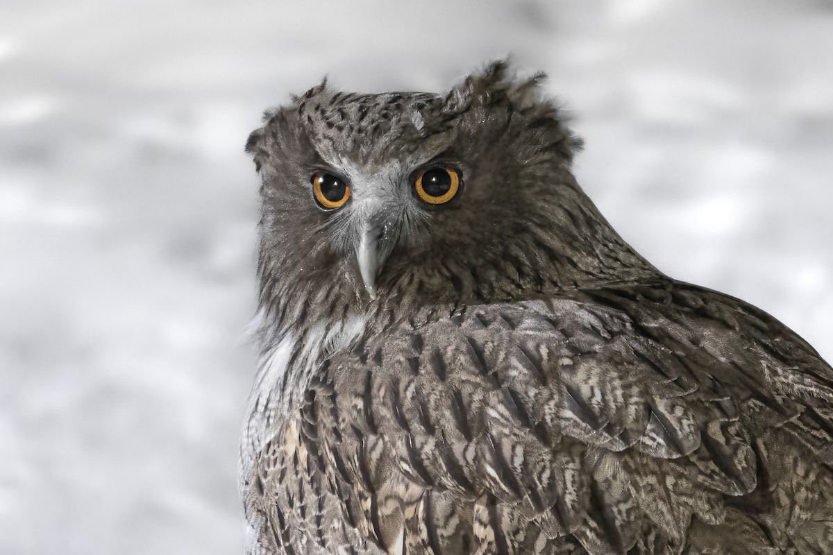 Blakiston's Fish-Owl - Alphonsus Deodatus