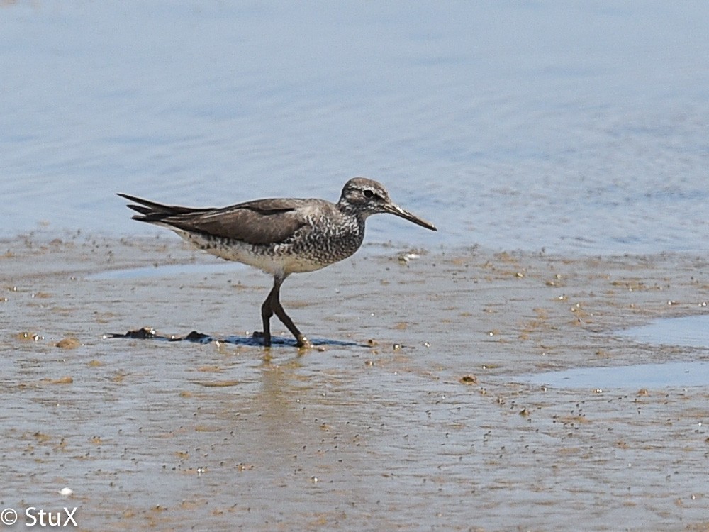 Gray-tailed Tattler - ML533227201