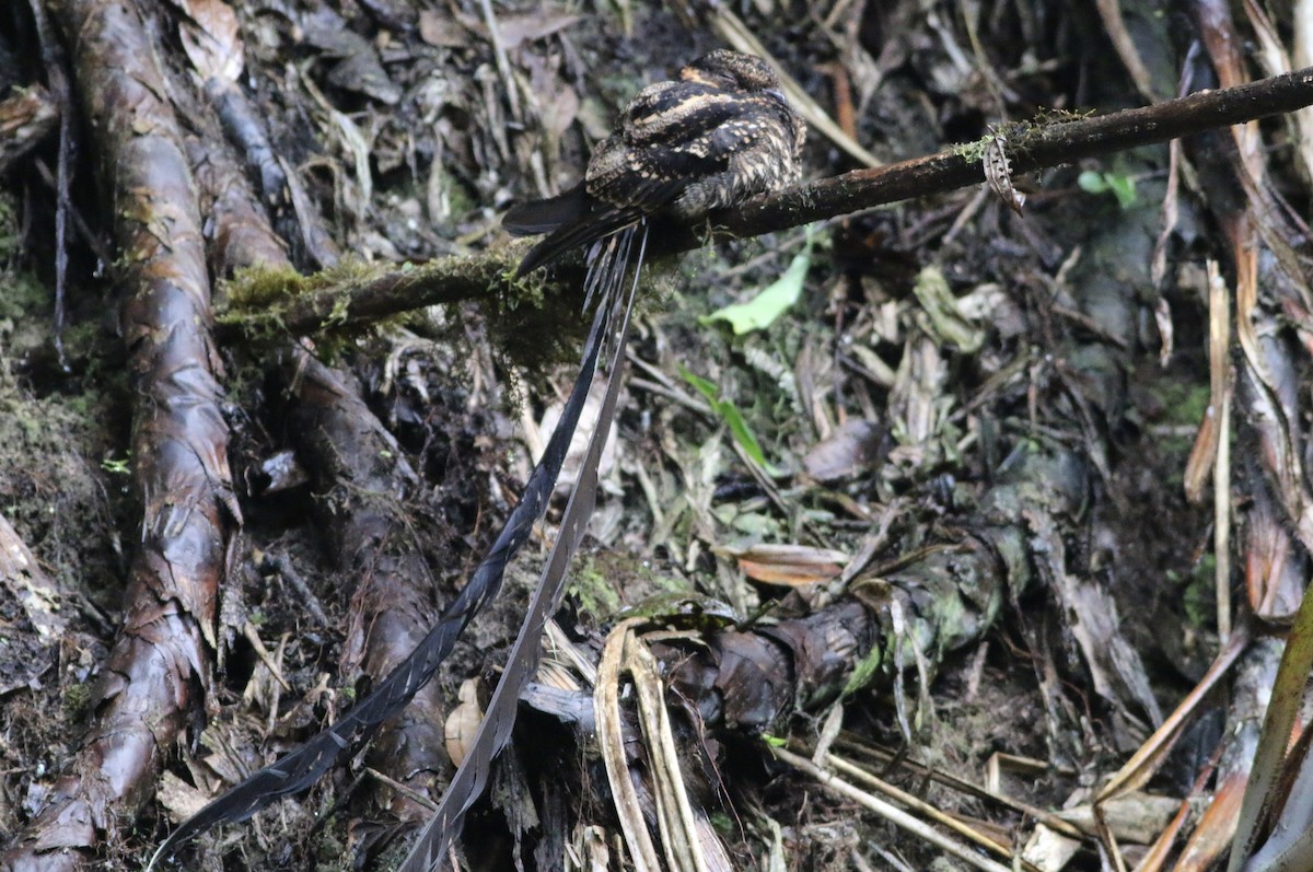 Lyre-tailed Nightjar - Jeff Kunitzer