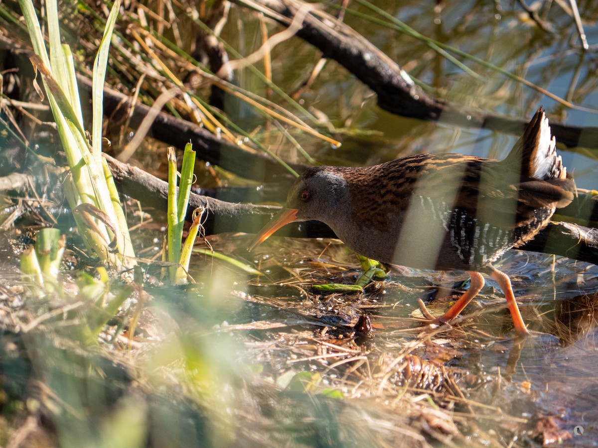 Water Rail - Nan Martic