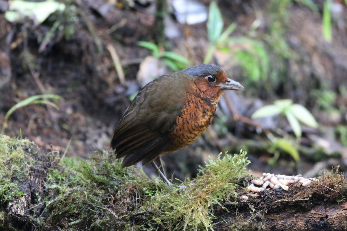 Giant Antpitta - Jeff Kunitzer