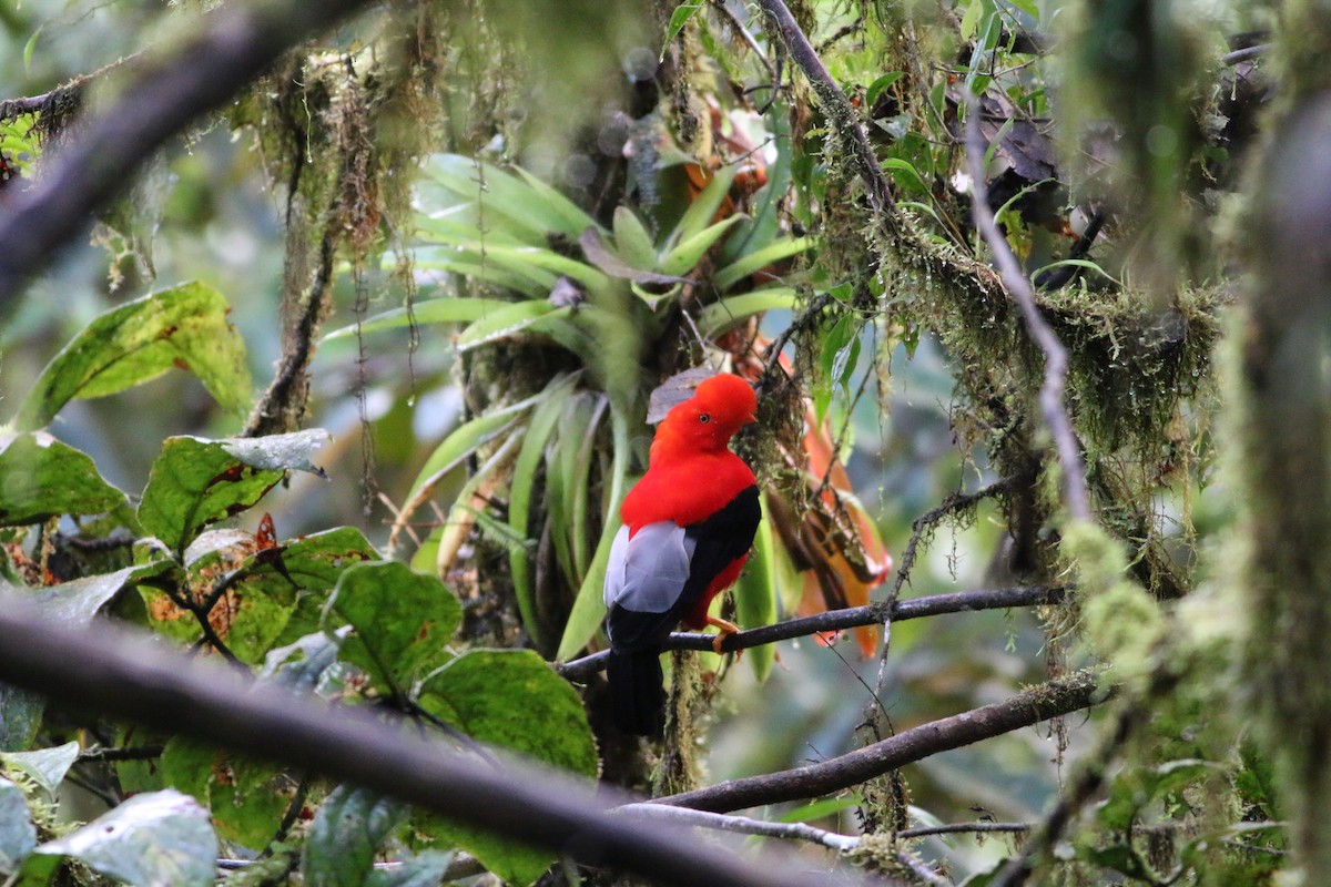 Andean Cock-of-the-rock - ML533227411