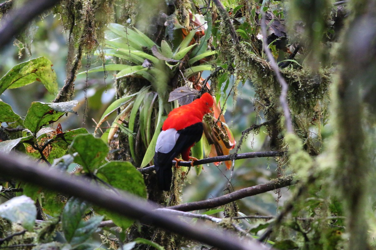 Gallito de las Rocas Peruano - ML533227431