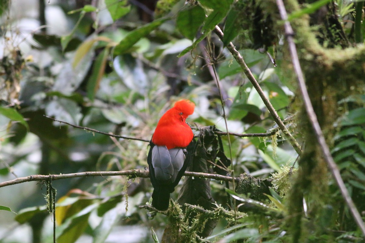 Gallito de las Rocas Peruano - ML533227451