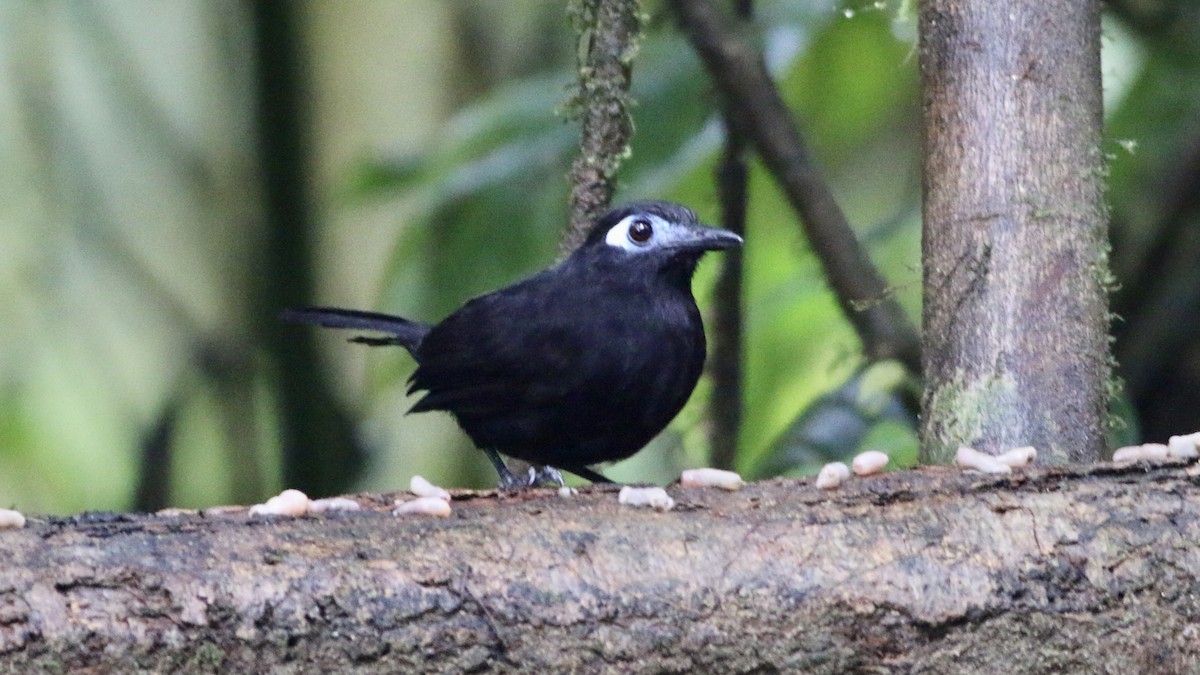 Zeledon's Antbird - ML533227551