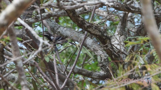 Northern White-fringed Antwren - ML533227591