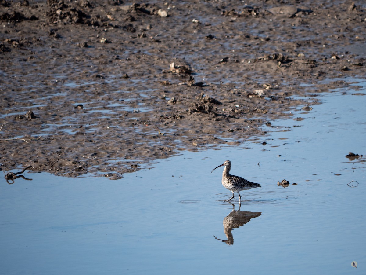 Eurasian Curlew - Nan Martic