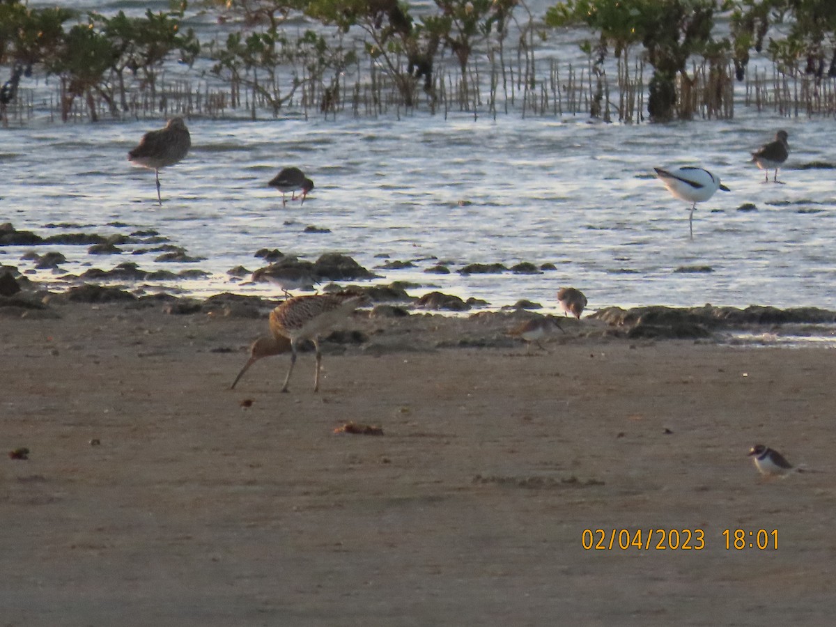 Curlew Sandpiper - ML533227811