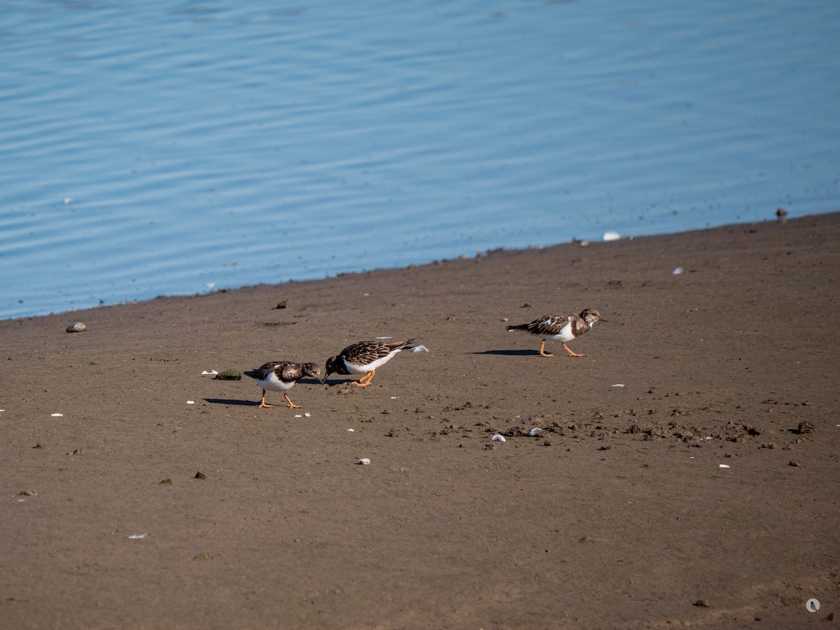 Ruddy Turnstone - Nan Martic