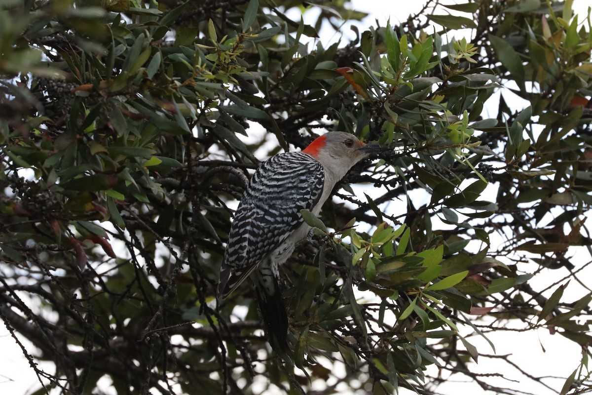 Red-bellied Woodpecker - ML53322791