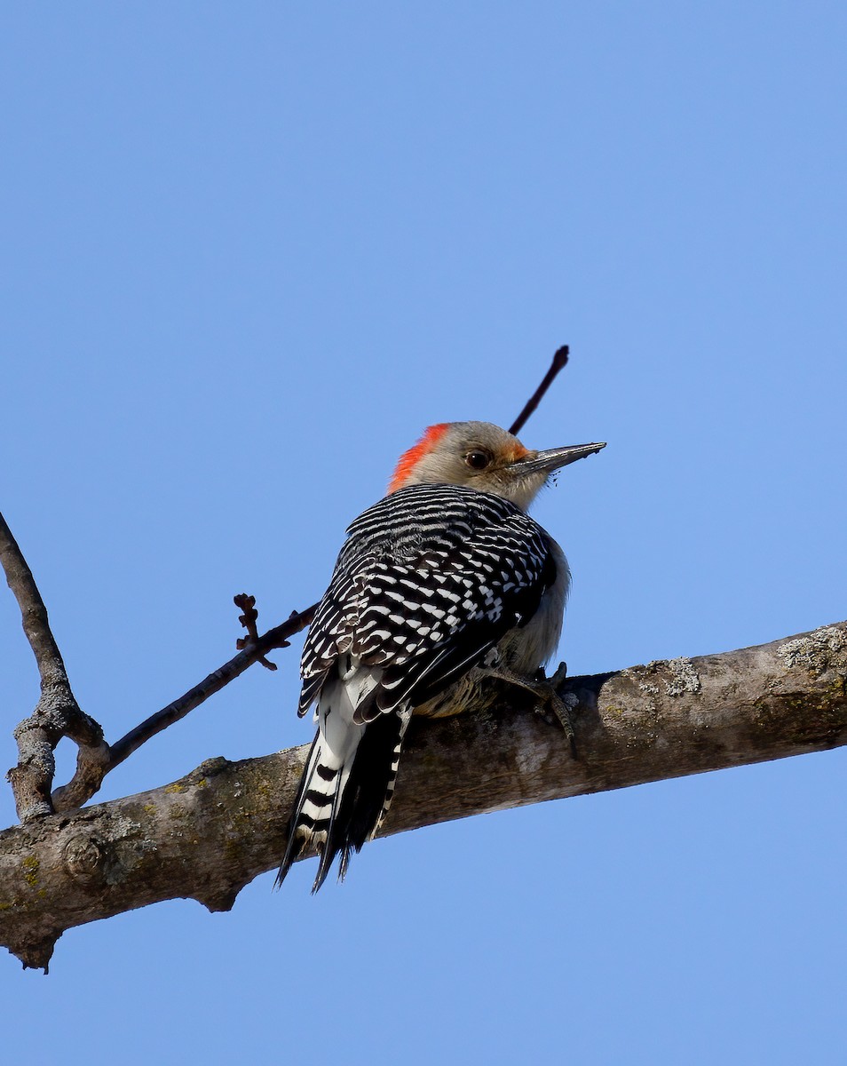 Red-bellied Woodpecker - Karl  Fliris