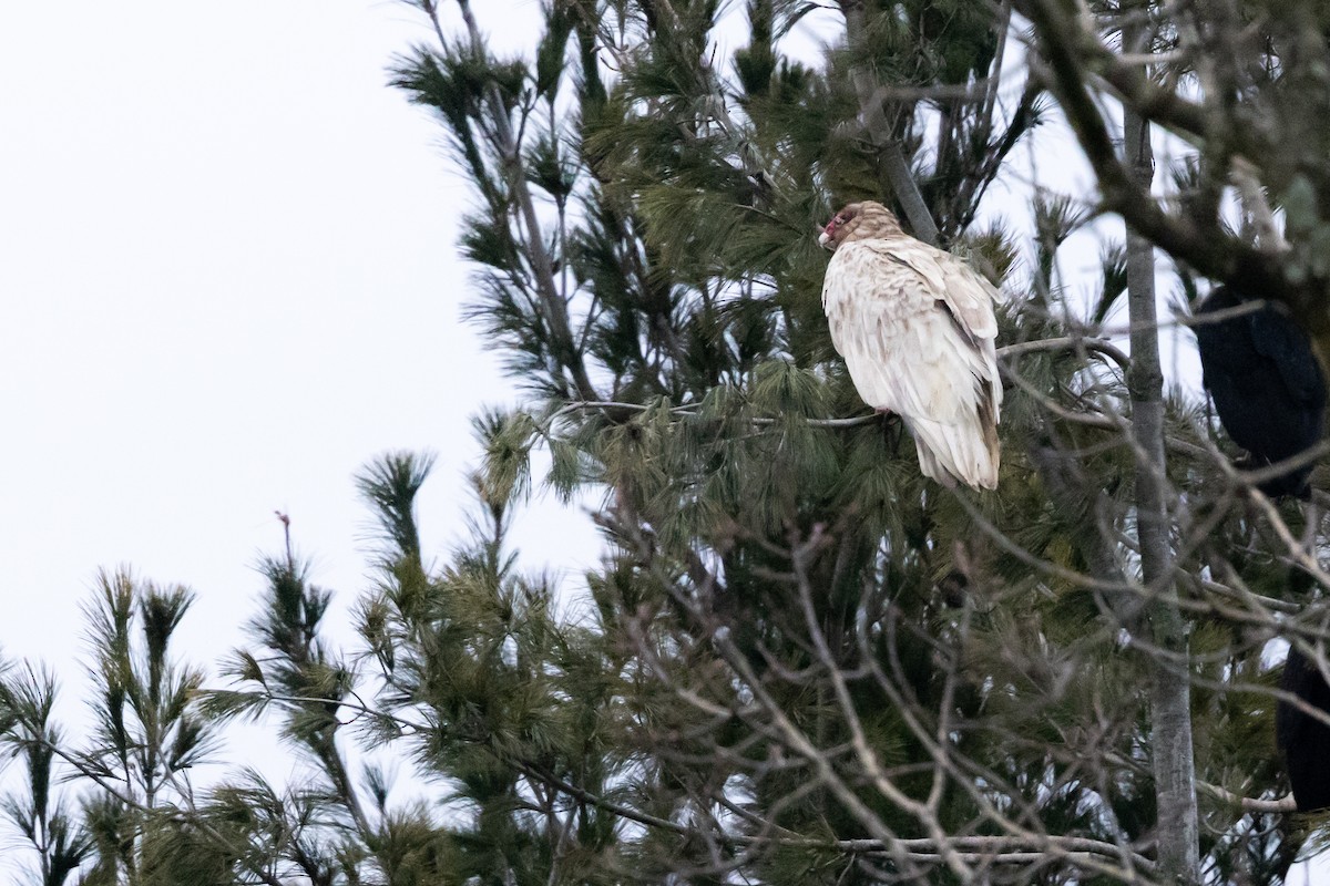 Turkey Vulture - ML533228011