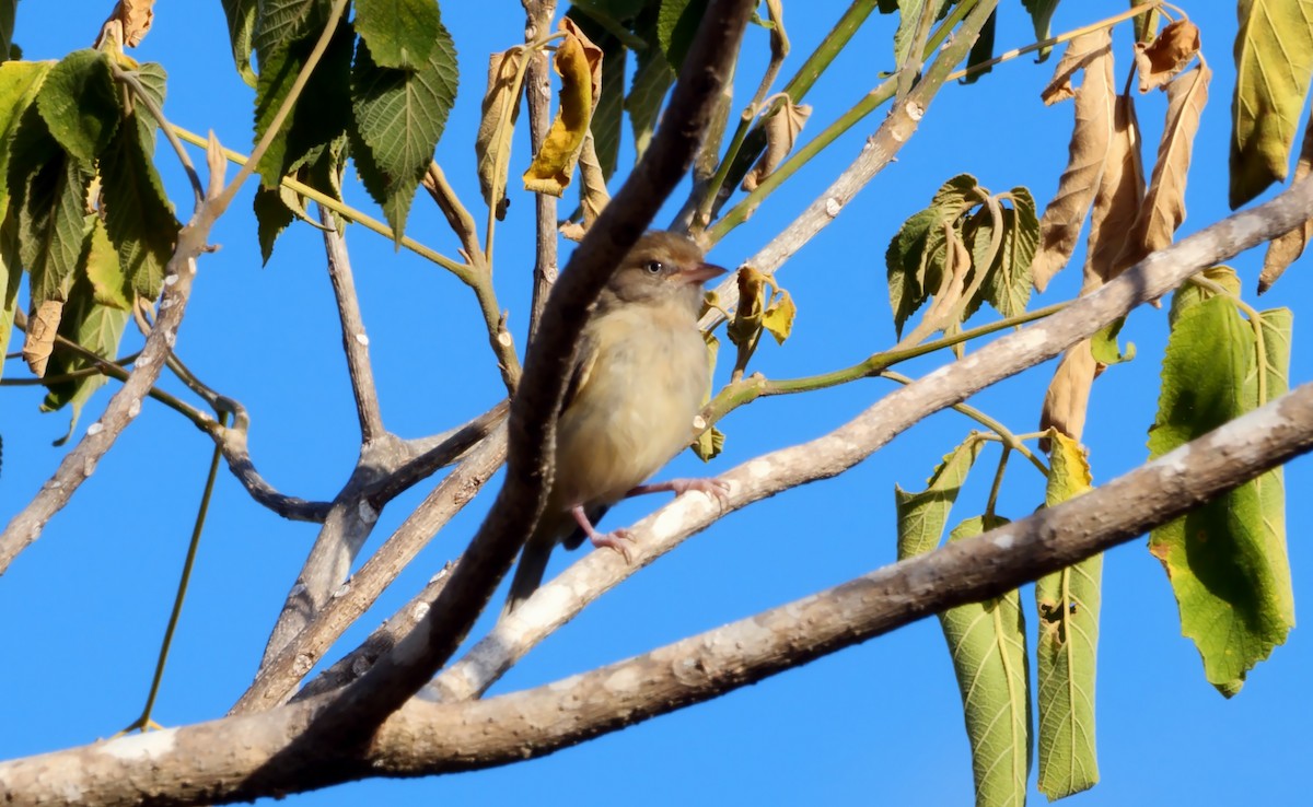 Verdillo Paticlaro (grupo flavipes) - ML533228471