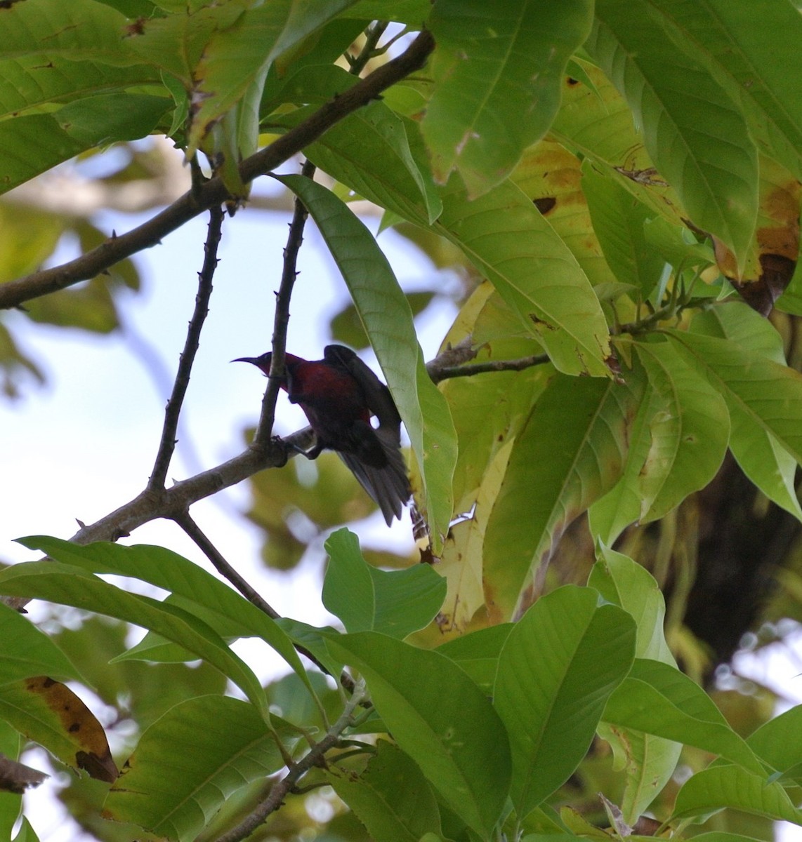 Micronesian Myzomela - ML533228531