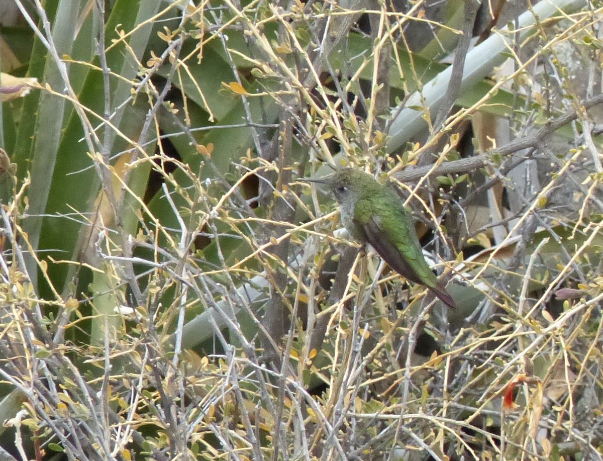 Bronze-tailed Comet - ML533228711