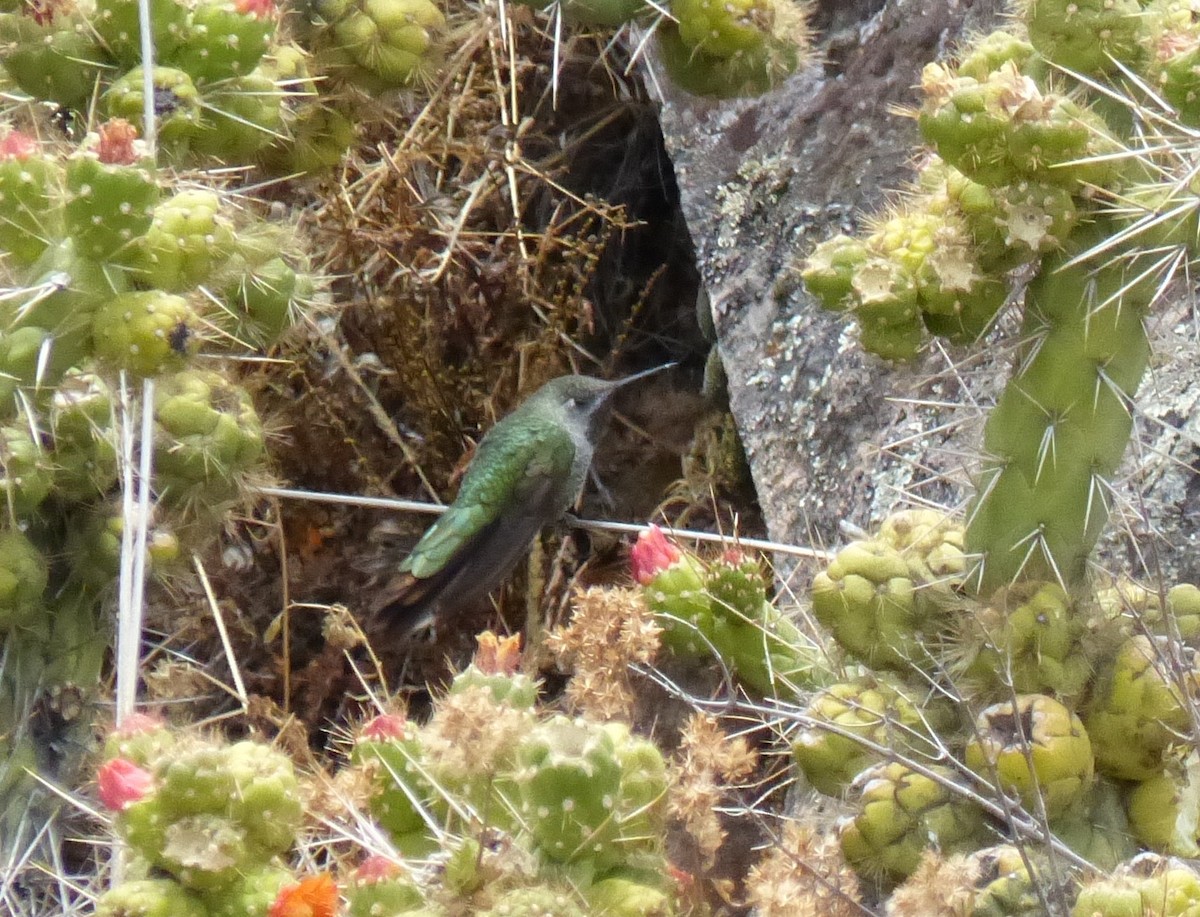 Bronze-tailed Comet - ML533228761