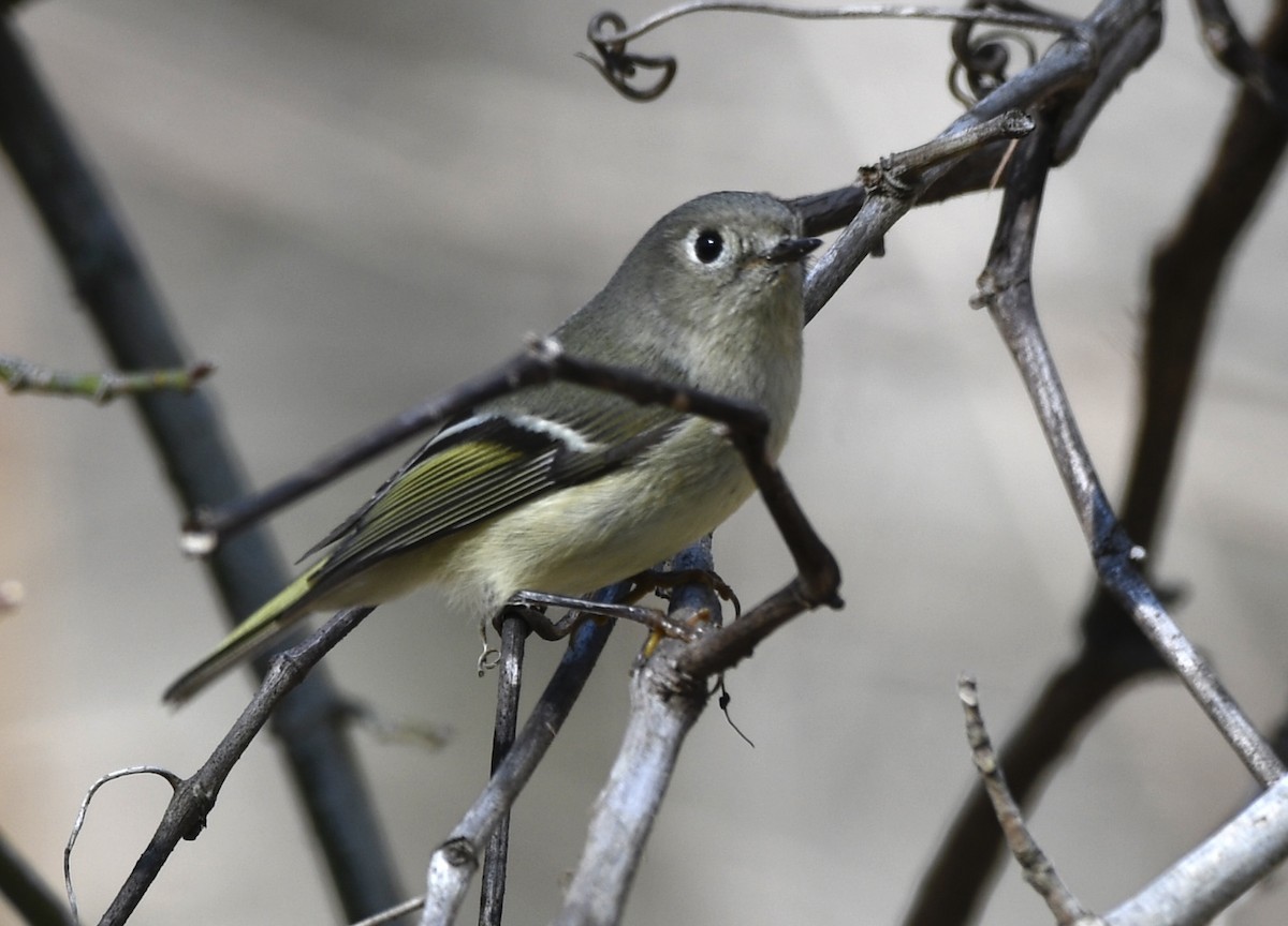 Ruby-crowned Kinglet - ML533230171