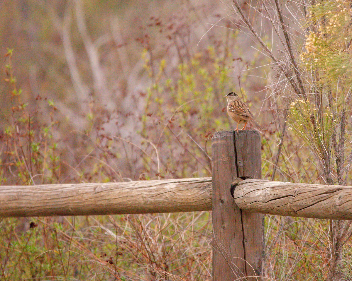 Golden-crowned Sparrow - Jamie Tigges