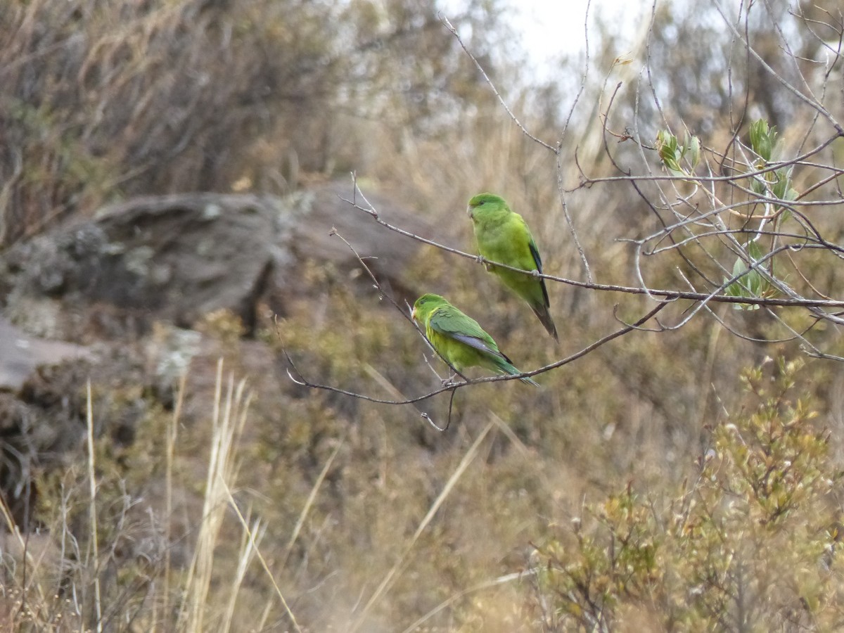 Mountain Parakeet - ML533234161