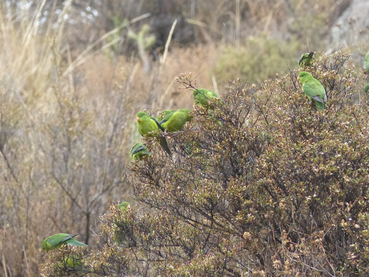 Mountain Parakeet - ML533234171