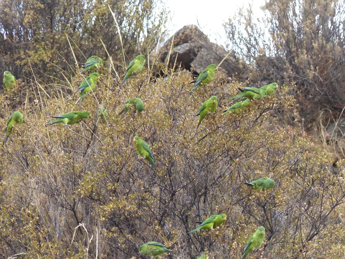 Mountain Parakeet - ML533234191
