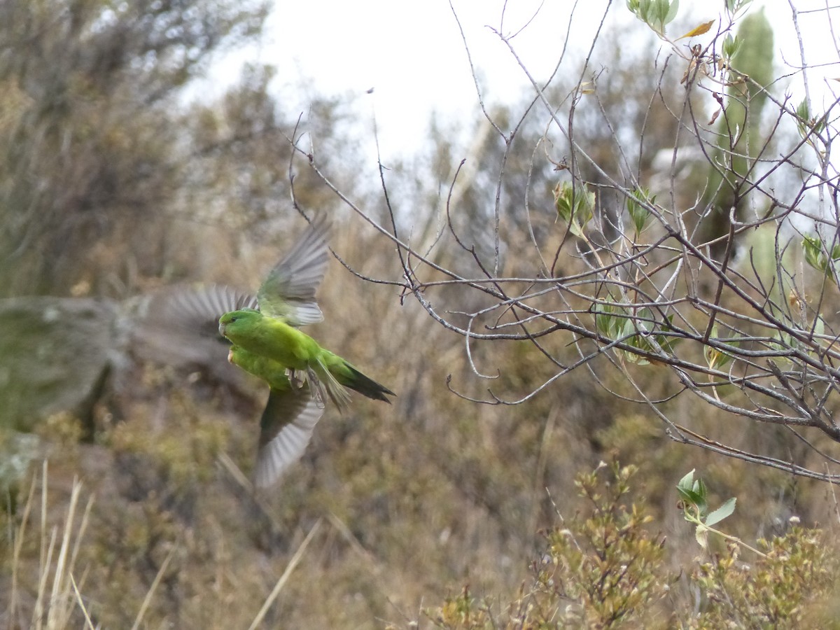 Mountain Parakeet - ML533234201