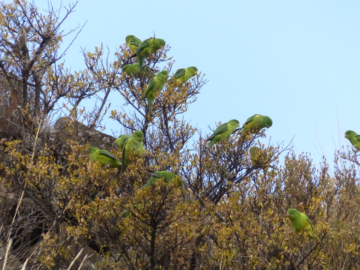 Mountain Parakeet - ML533234211