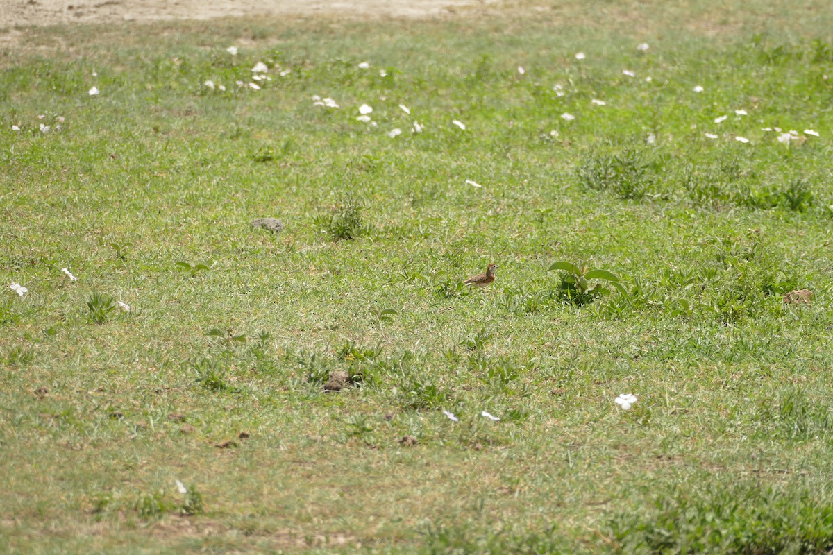 Red-capped Lark - ML533234851