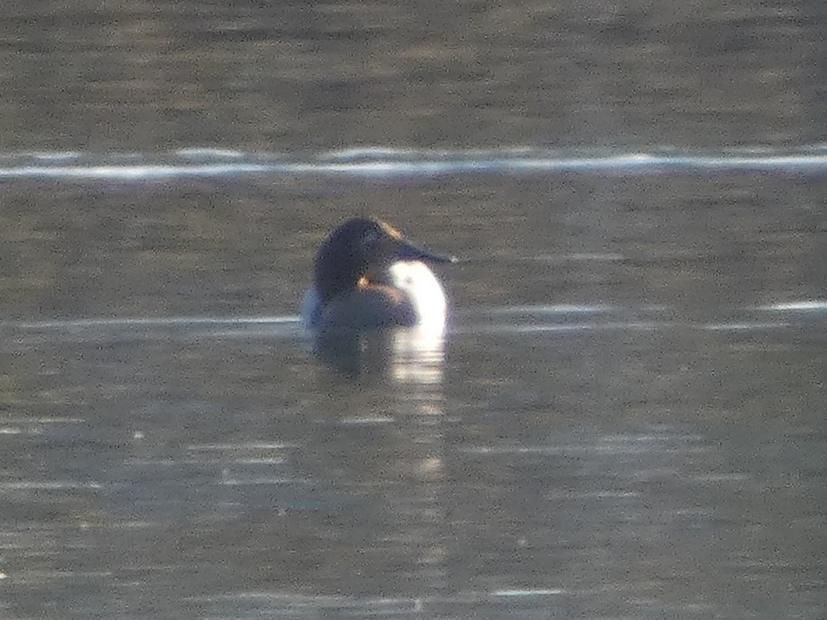 Canvasback - ML533235781