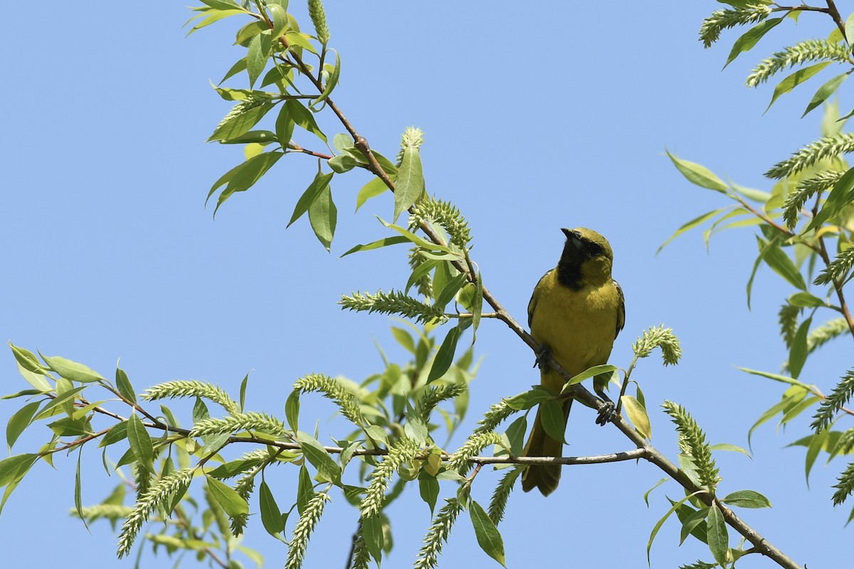 Orchard Oriole - Adriana Losey