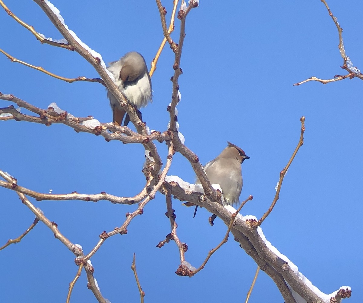 Bohemian Waxwing - ML533236661