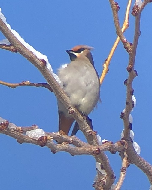 Bohemian Waxwing - ML533236671