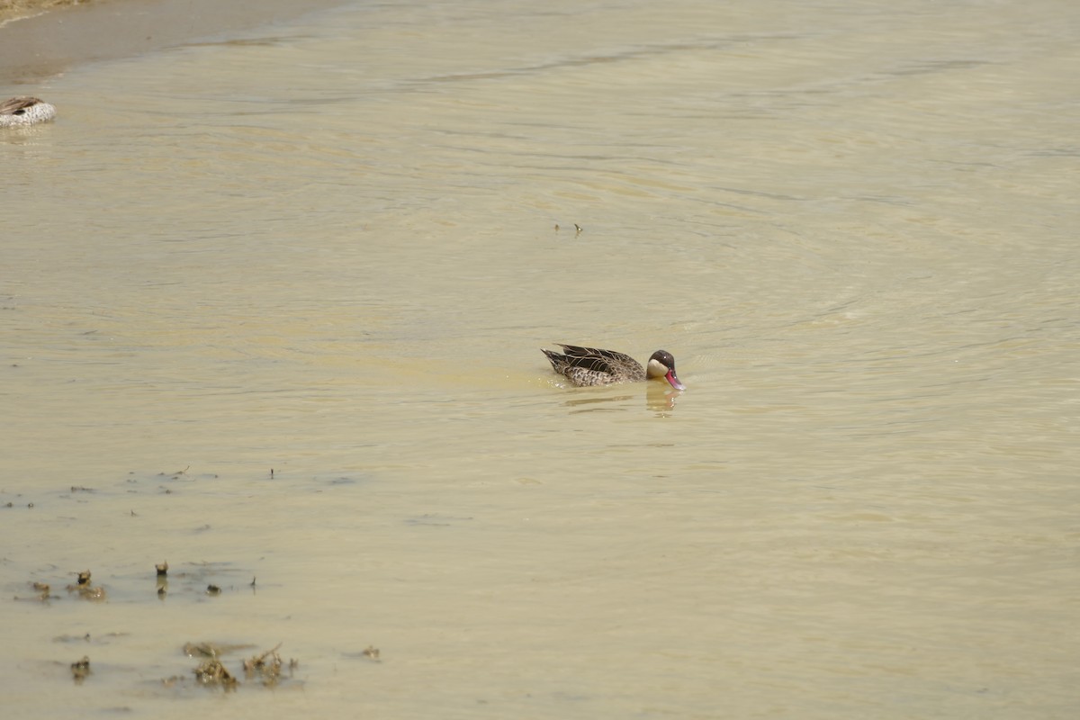 Red-billed Duck - ML533237221