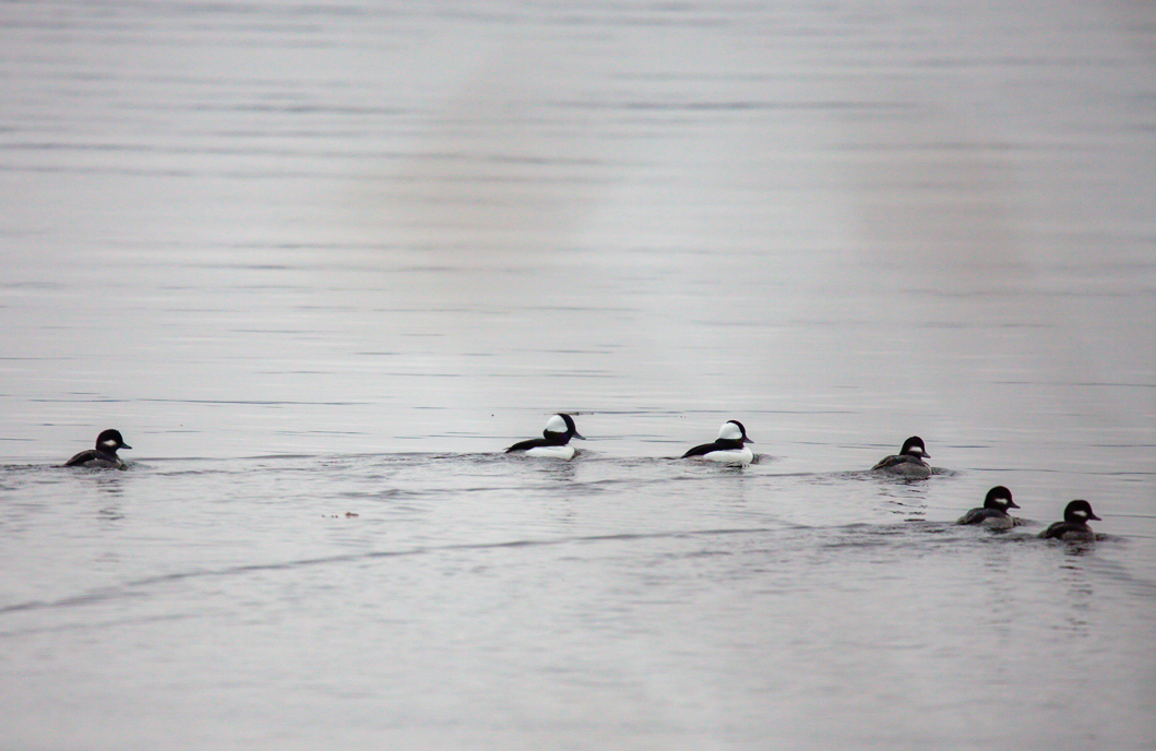 Bufflehead - ML533237291