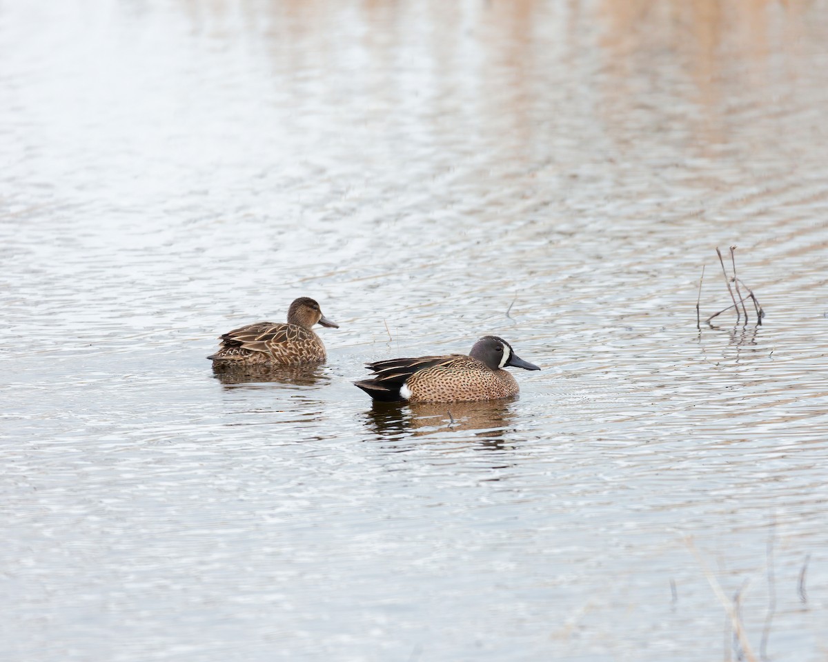 Blue-winged Teal - ML533237481
