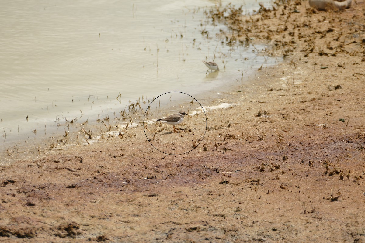 Little Ringed Plover - ML533237501