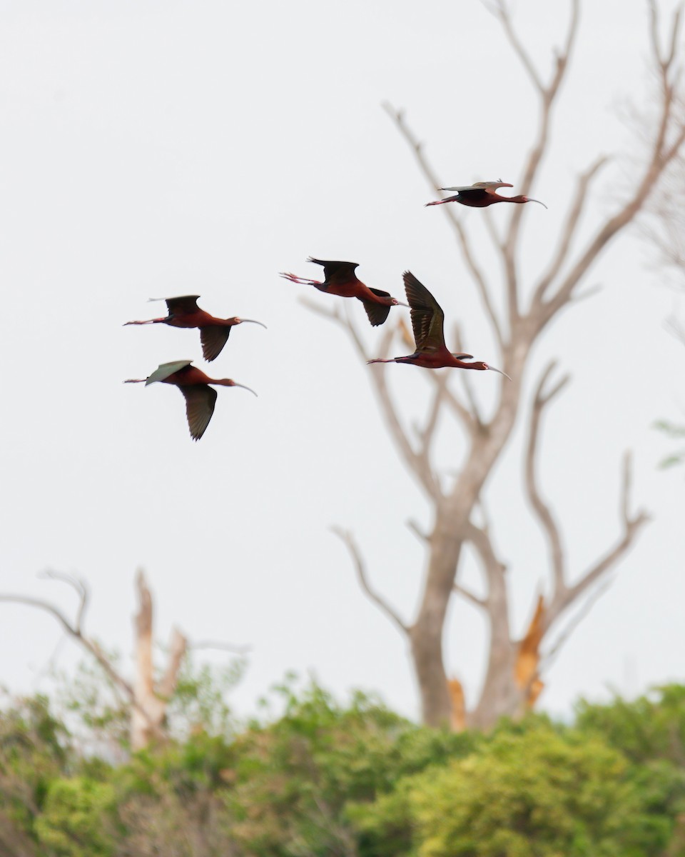 White-faced Ibis - ML533237521