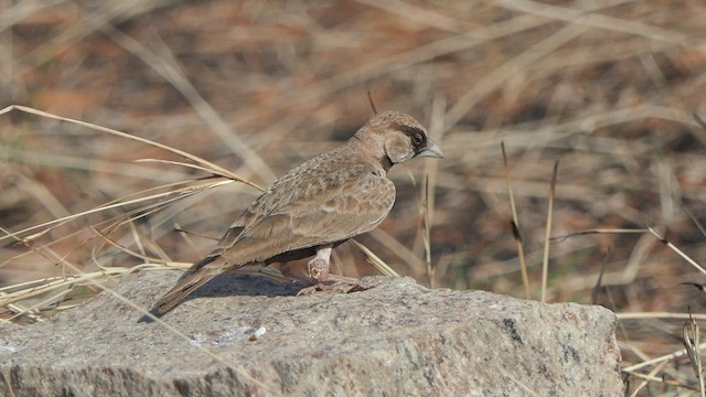 Ashy-crowned Sparrow-Lark - ML533237571