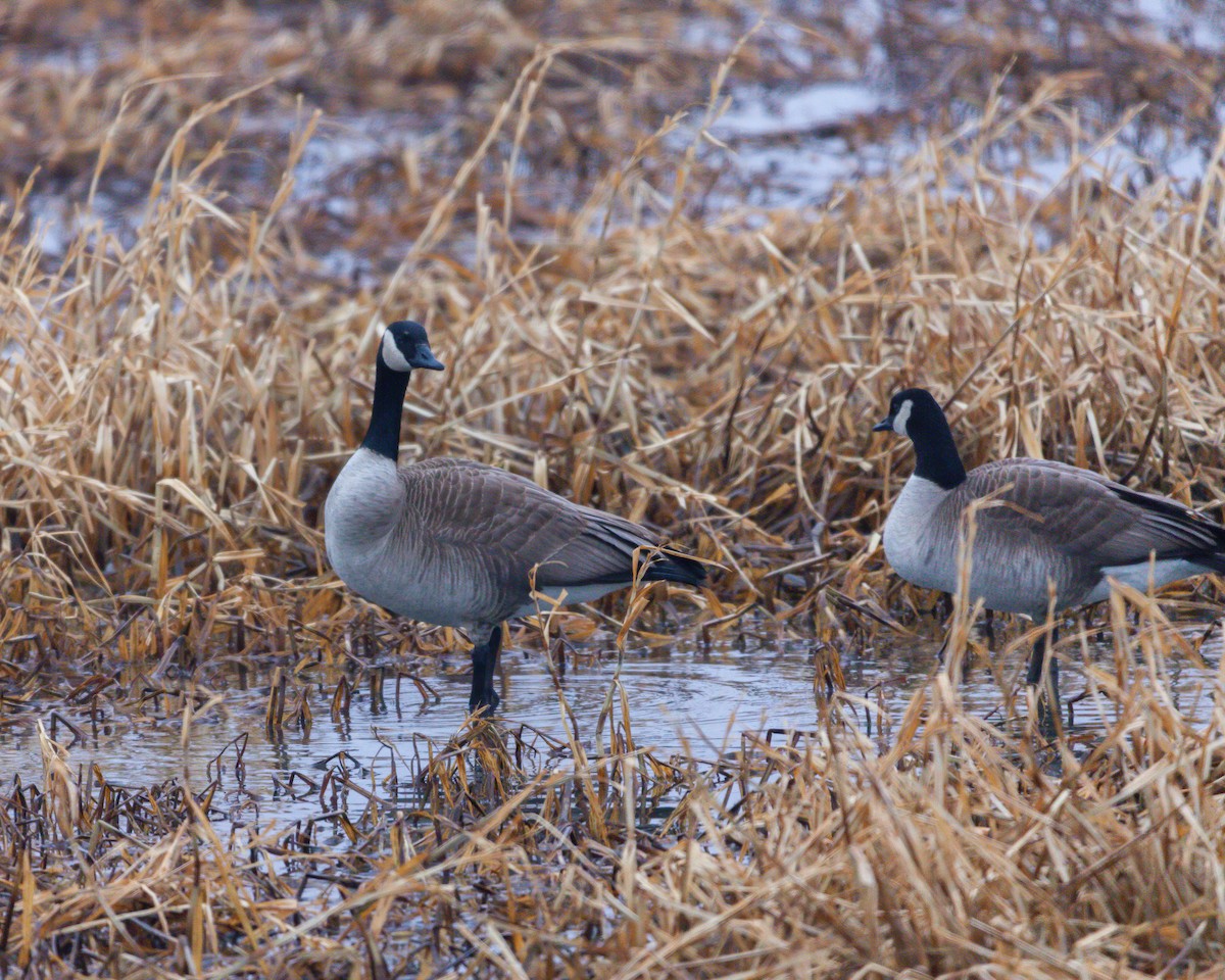 Canada Goose - ML533237651