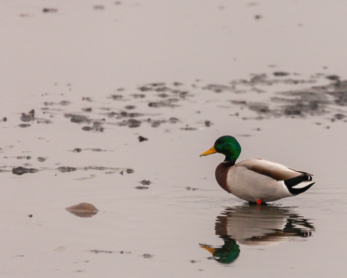 Canard colvert - ML533237671