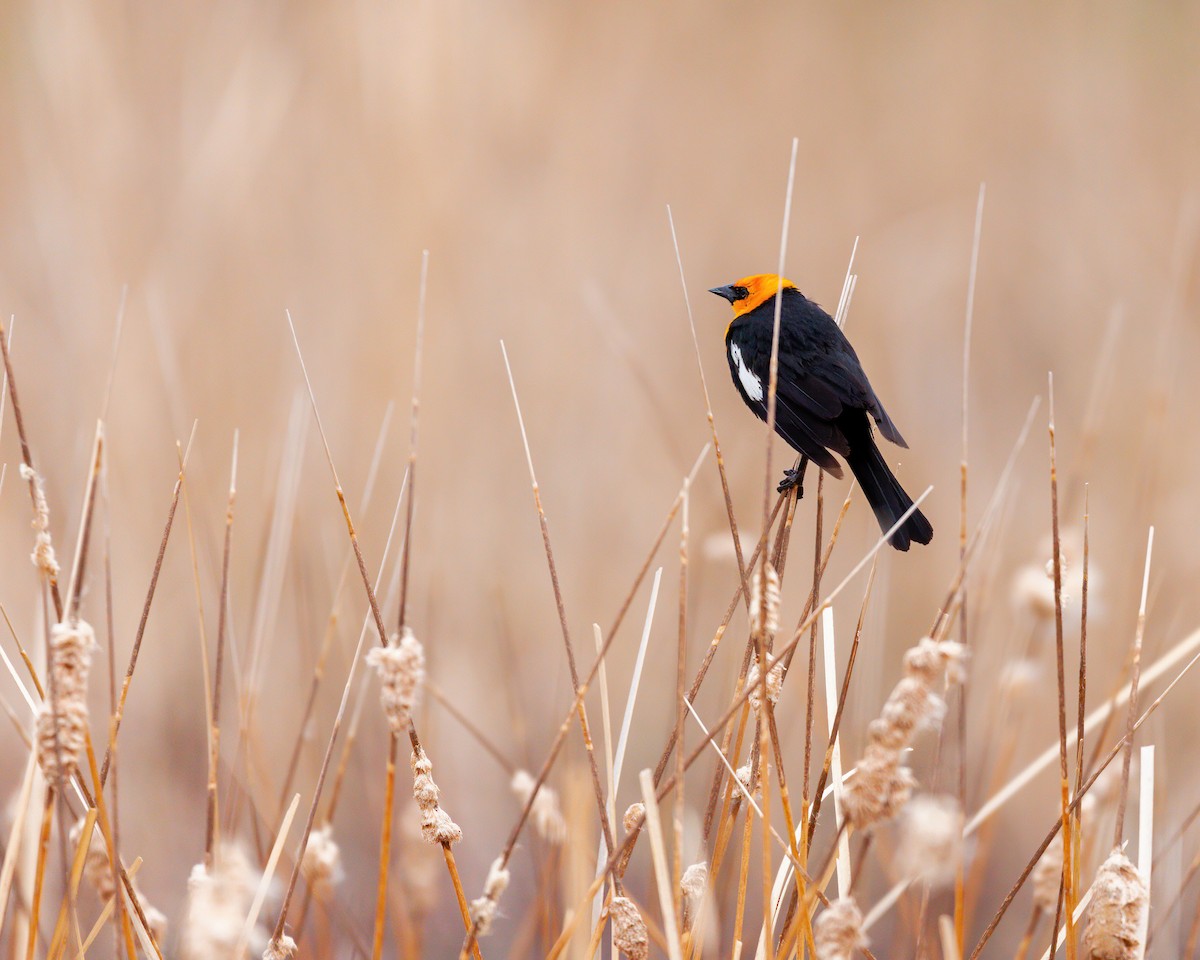 Yellow-headed Blackbird - ML533237891