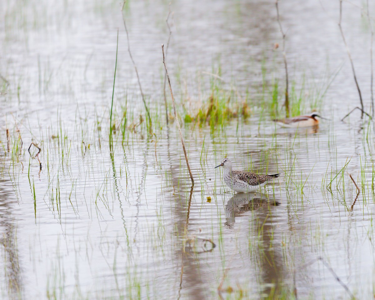 Lesser Yellowlegs - ML533237901