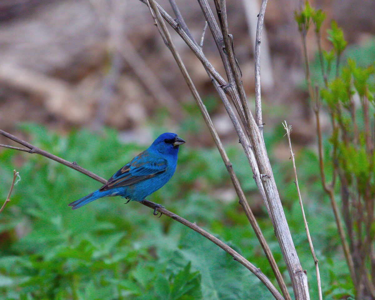 Passerin indigo - ML533237981