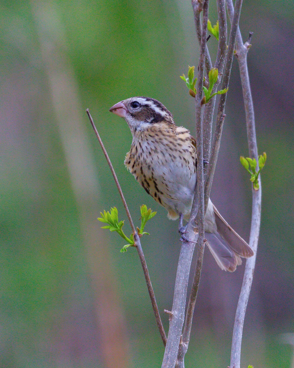 Rose-breasted Grosbeak - ML533238001