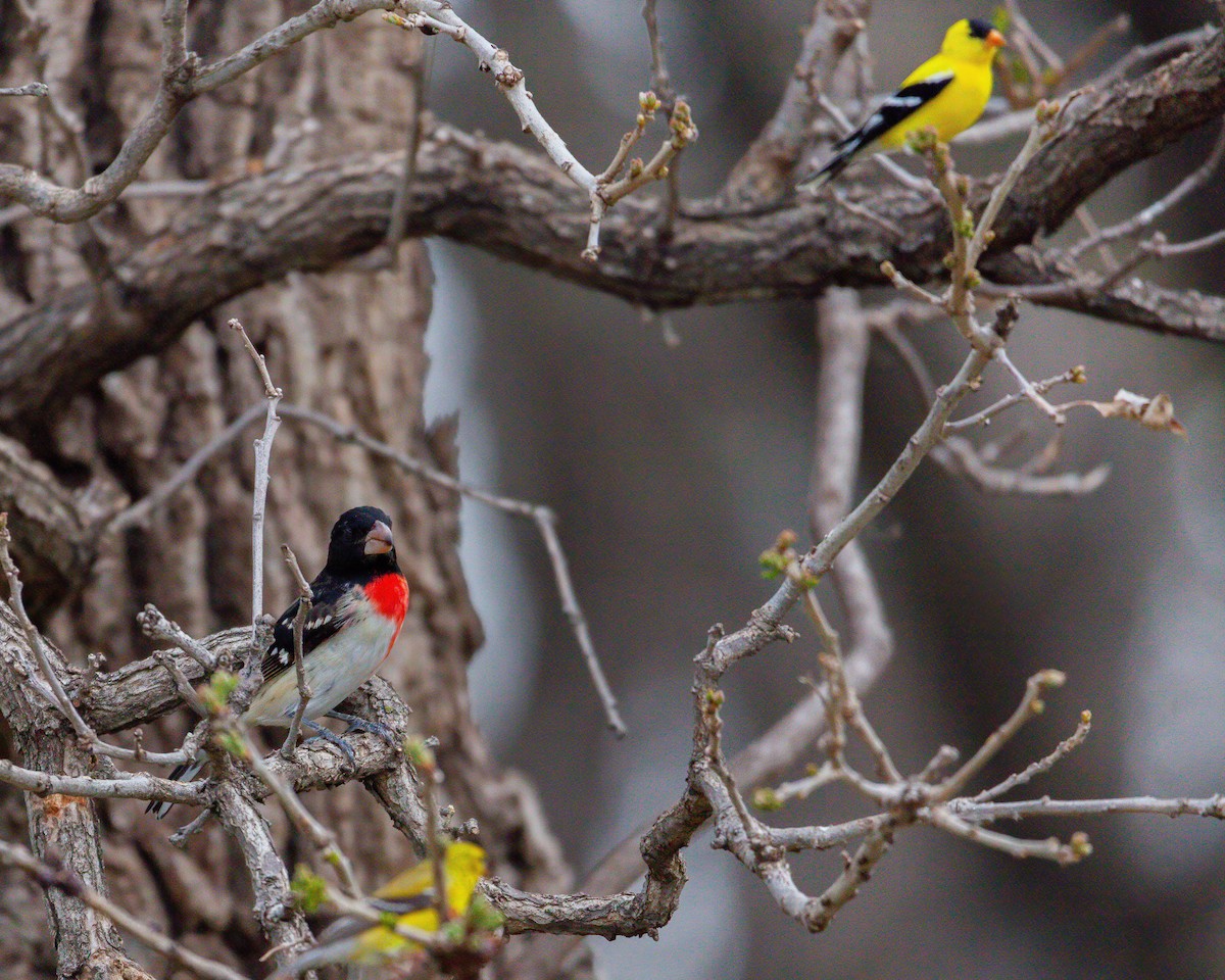 Rose-breasted Grosbeak - ML533238011