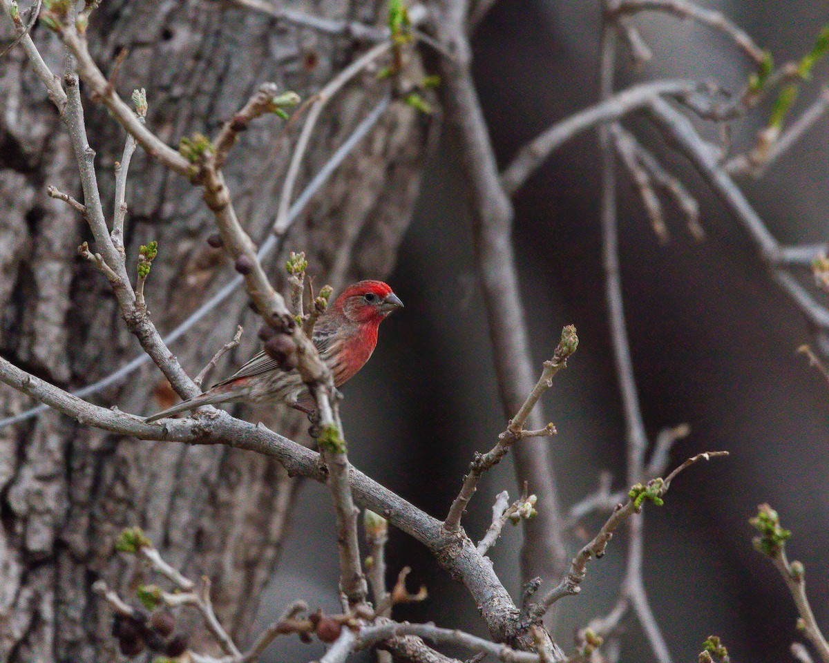 House Finch - Jamie Tigges