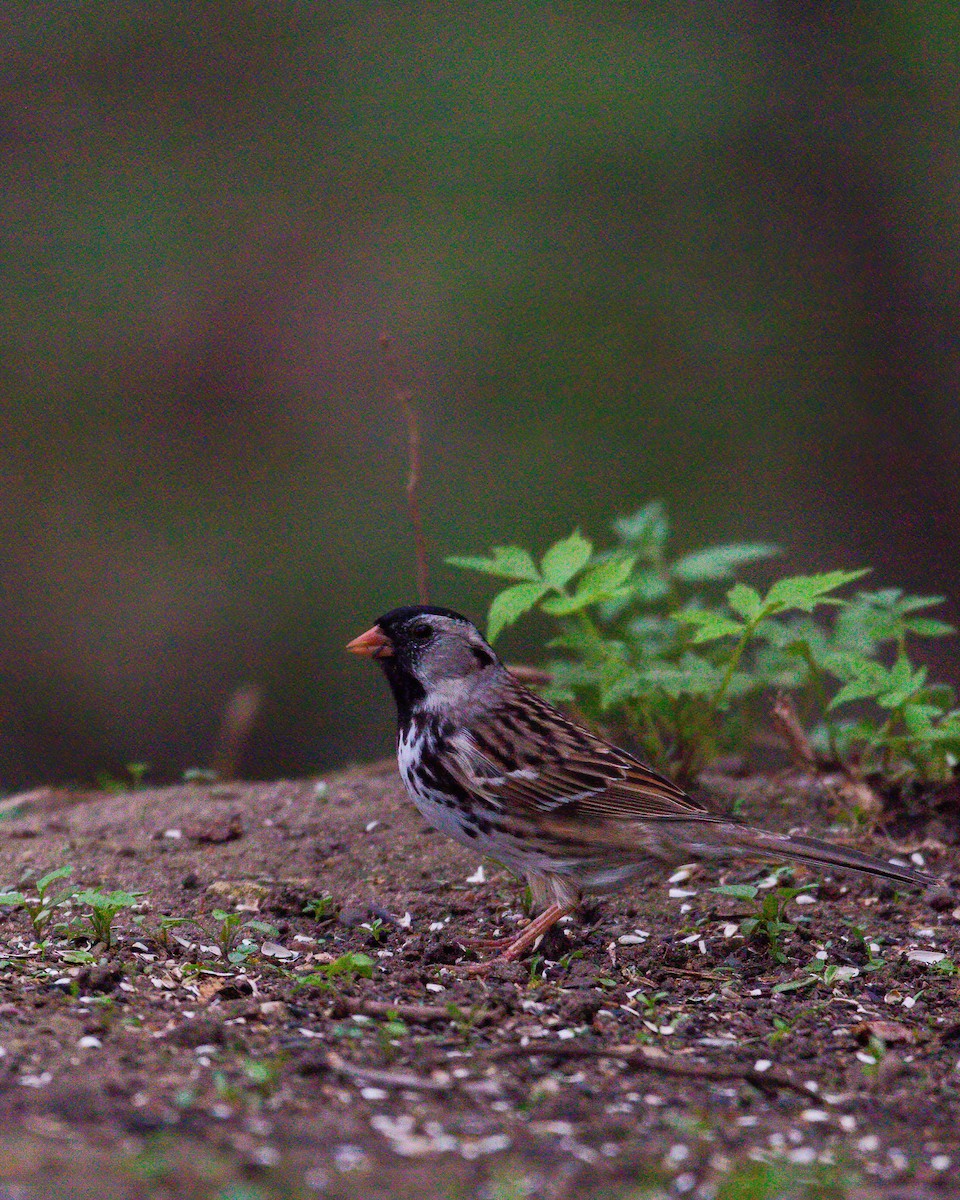 Harris's Sparrow - ML533238281