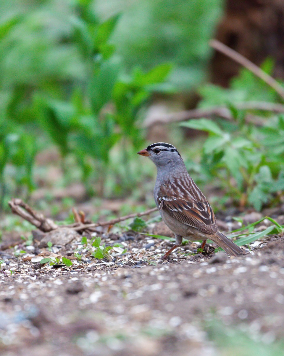 White-crowned Sparrow - ML533238301